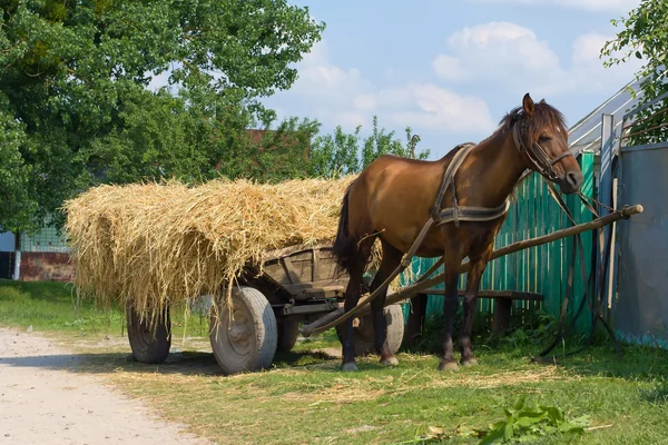 Cavallo con un carro carico di fieno — Foto Stock