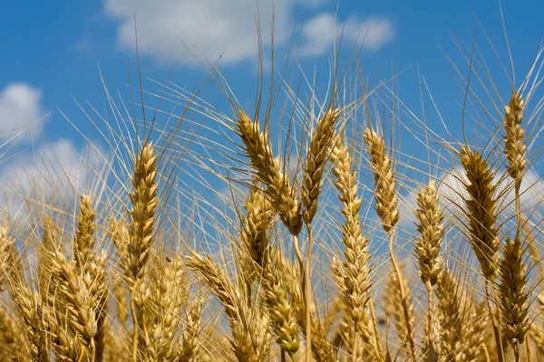 Wheat field — Stock Photo, Image