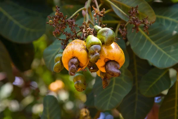 Cashewnoten boom — Stockfoto