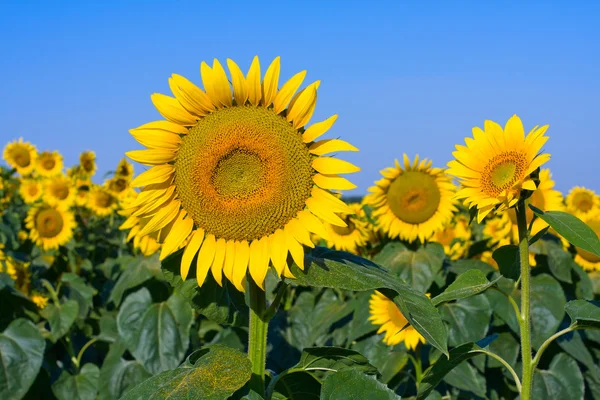 Sunflower field over blue sky Royalty Free Stock Images