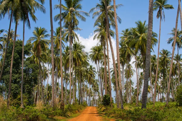 Estrada terrestre na selva, Tailândia  . — Fotografia de Stock