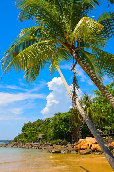 Palmboom op het tropische strand — Stockfoto