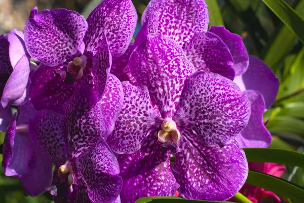 Orchidee — Stockfoto