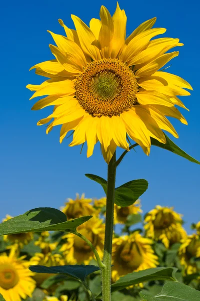 Solros fält under blå himmel — Stockfoto