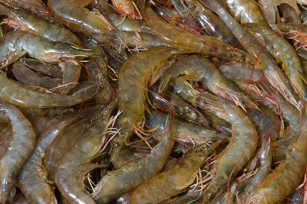 Crevettes fraîches — Photo