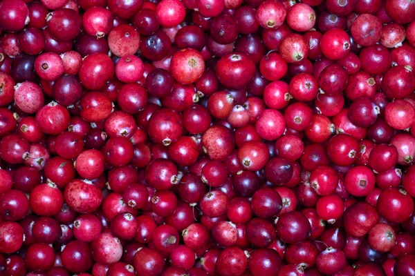 Cranberries — Stock Photo, Image
