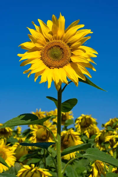 Champ de tournesol sur ciel bleu — Photo