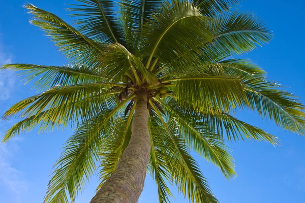 Kokosnötter palm tree — Stockfoto