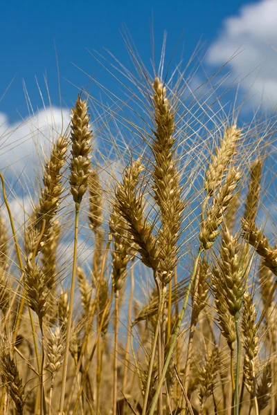 Tarweveld — Stockfoto