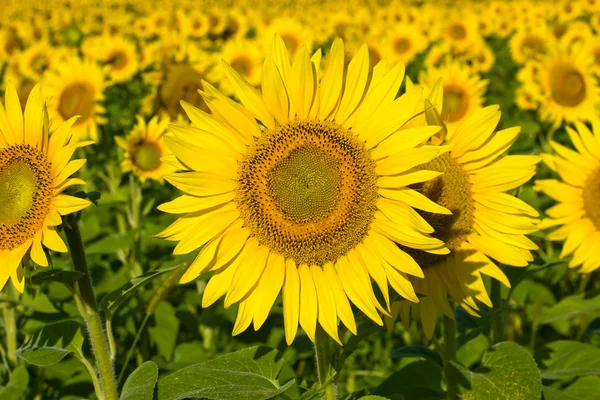 Solros fält — Stockfoto