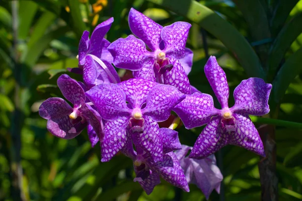 Flor de orquídea — Fotografia de Stock