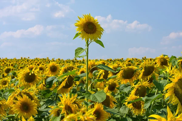 Solros fält under blå himmel — Stockfoto