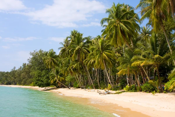 夏季海滩上的椰子棕榈树 — 图库照片