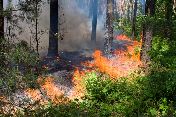 Incendio forestale — Foto Stock