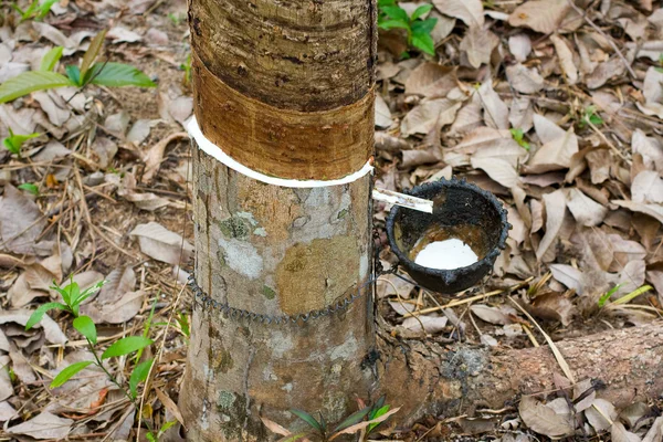 Rubber tree — Stock Photo, Image