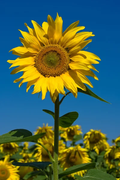 Campo di girasole sopra cielo blu — Foto Stock