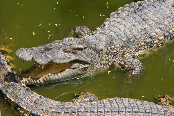 Krokodil — Stockfoto