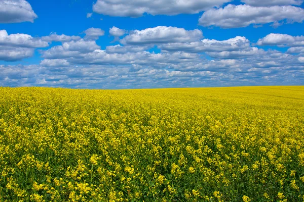 Koolzaad veld — Stockfoto