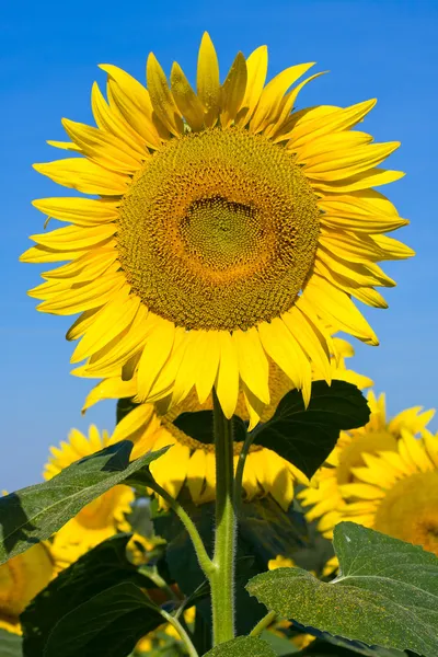 Solros fält under blå himmel — Stockfoto