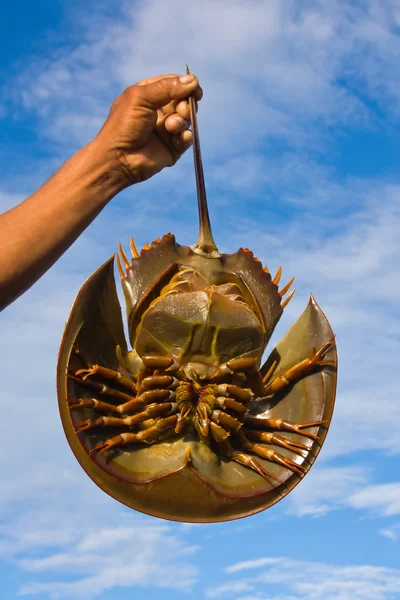 Horseshoe crab — Stock Photo, Image