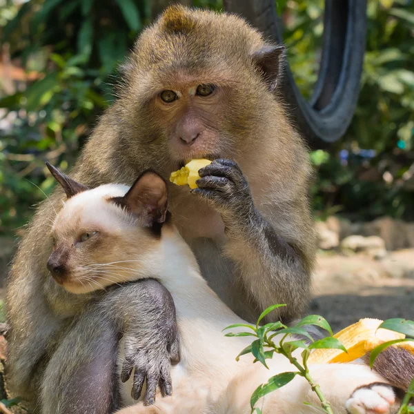 Mono y gato doméstico —  Fotos de Stock