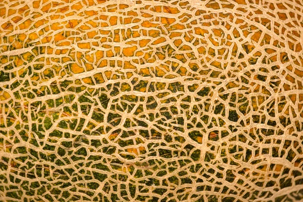 Textura de melão — Fotografia de Stock