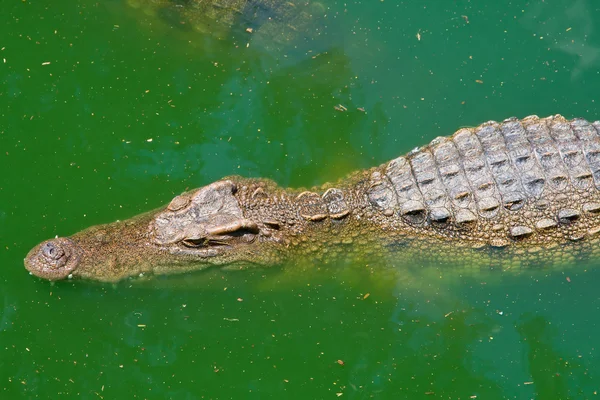 Crocodilo — Fotografia de Stock