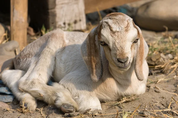 Bílý goatling — Stock fotografie