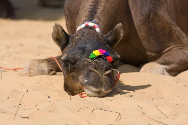 Camel, India — Stock Photo, Image