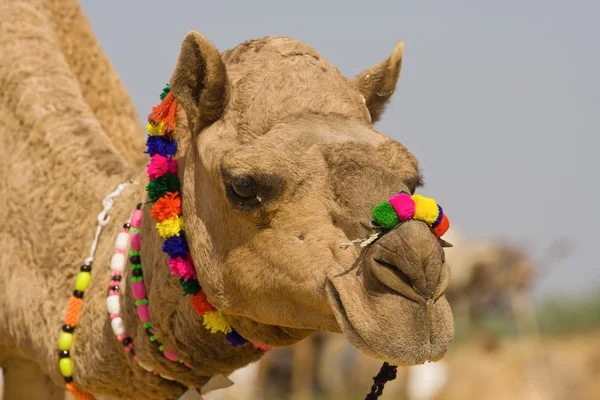 Camel, Indien — Stockfoto