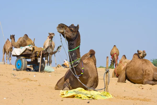 Kamel, Indien — Stockfoto