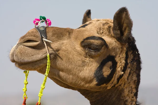 Camel, India — Stock Photo, Image