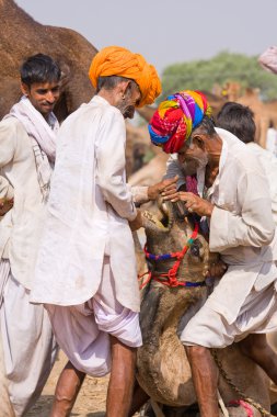 Pushkar deve Mela (Pushkar deve Fuarı)
