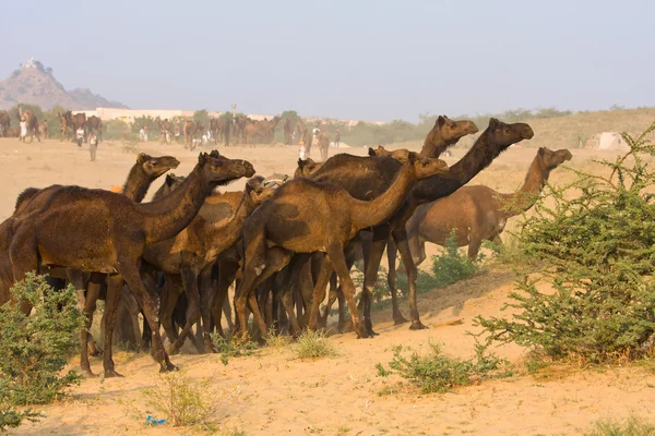 Camelos — Fotografia de Stock