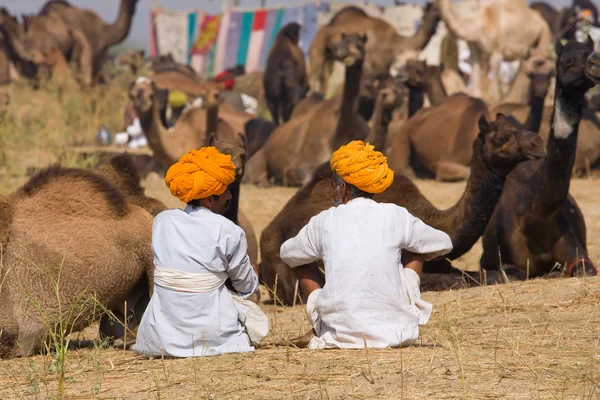 Pushkar camel mela (Kamelmesse)) — Stockfoto