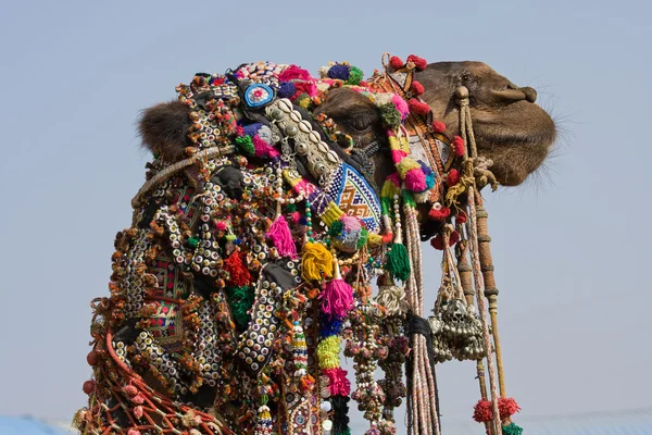 Camel, Índia — Fotografia de Stock