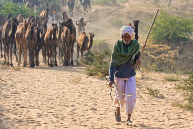 Pushkar deve Mela (Pushkar deve Fuarı)