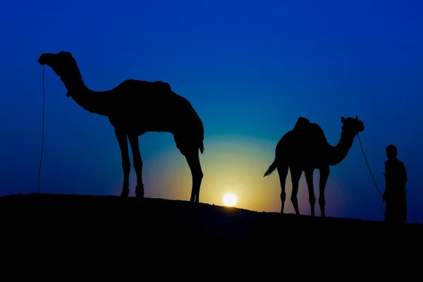 Silhouette of a man and two camels — Stock Photo, Image