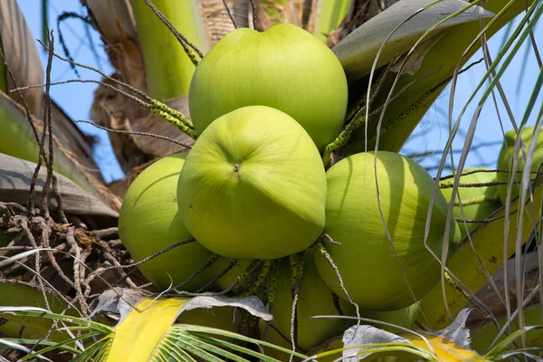 Palmera de coco —  Fotos de Stock