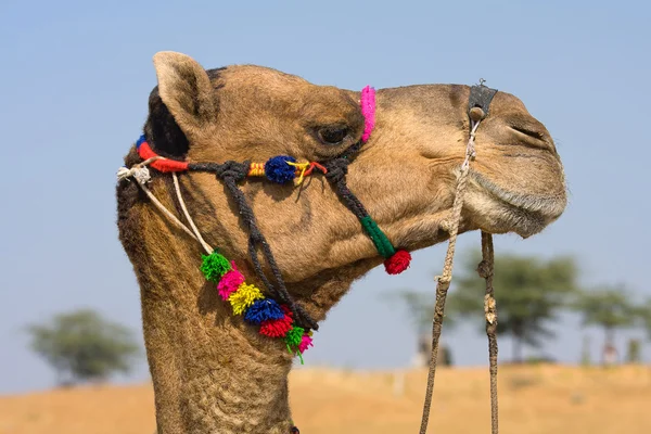 Kamel, Indien — Stockfoto