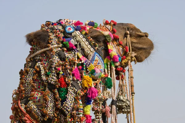 Camel, Indien — Stockfoto