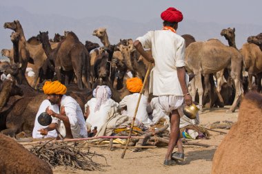Pushkar deve Mela (Pushkar deve Fuarı)