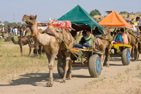 Pushkar Camel Mela (Feria del Camello de Pushkar ) — Foto de Stock