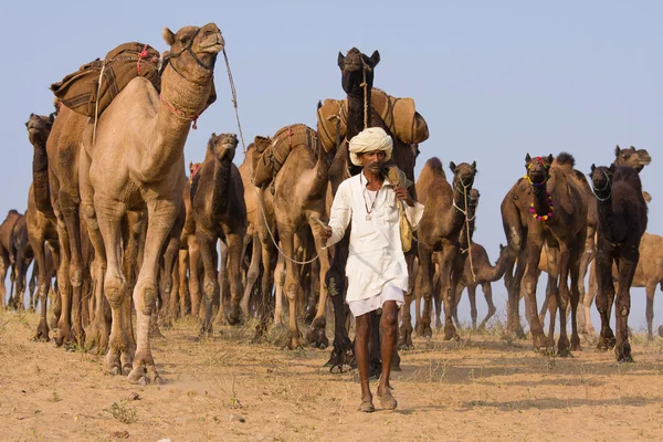 Pushkar camel mela (Kamelmesse)) — Stockfoto