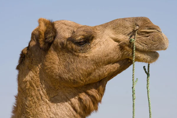 Καμήλα στο pushkar δίκαιη, Ρατζαστάν, Ινδία — Φωτογραφία Αρχείου