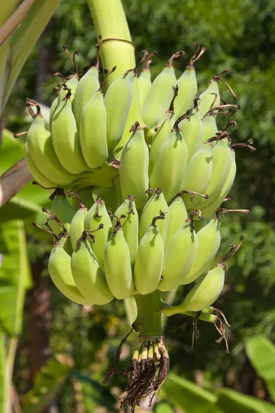 Banane su un albero — Foto Stock