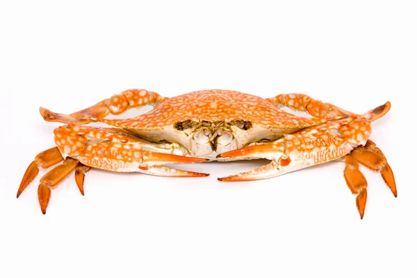 Cooked crab — Stock Photo, Image