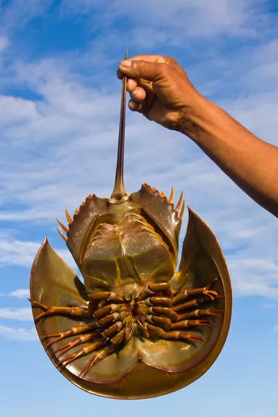 Horseshoe crab — Stock Photo, Image