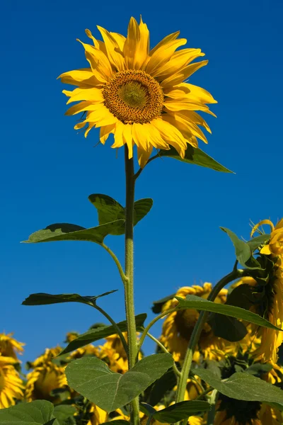 Zonnebloem veld over blauwe hemel — Stockfoto