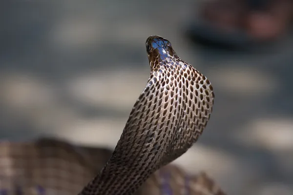 Kobra královská — Stock fotografie